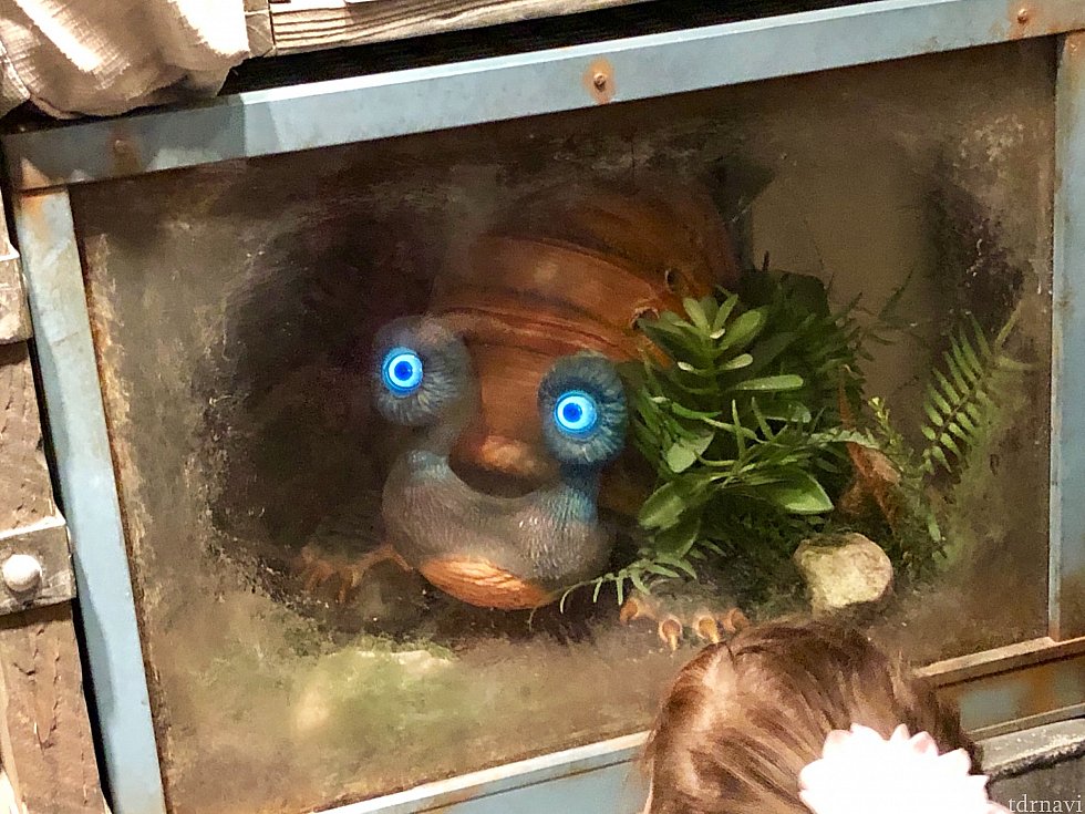 ショップの中には色々な仕掛けもあって、この様な生き物がゲージに入れられてたりします。目がギョロギョロ動いていました。こう言うのをゆっくり見る時間が無かったんですよね。