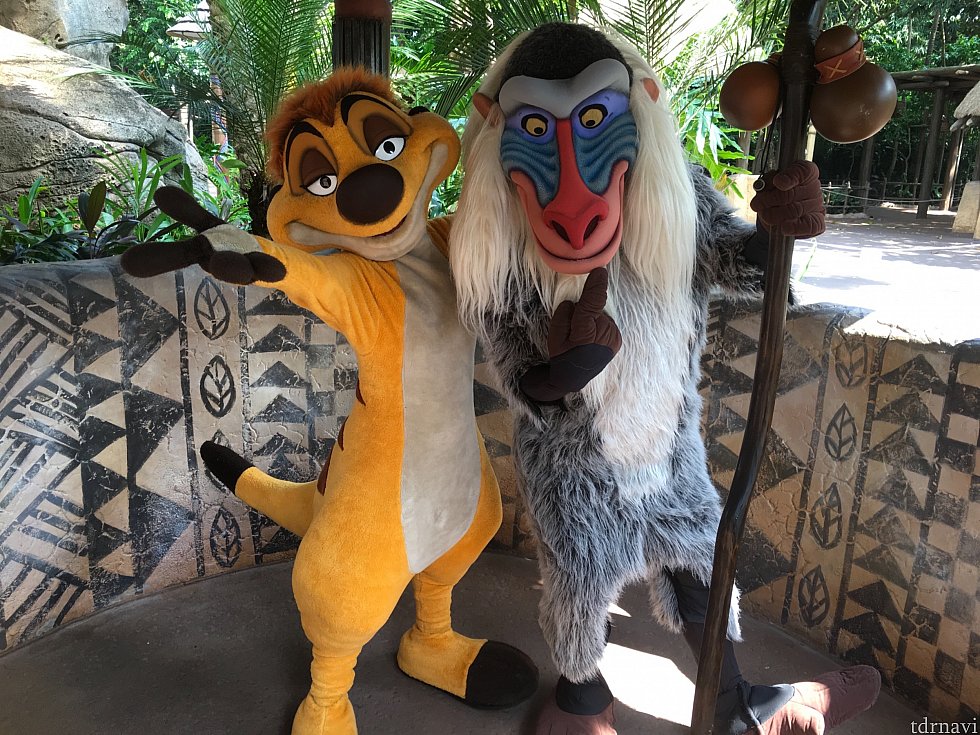 同じところでラフィキ&ティモン。ティモンが特に元気!