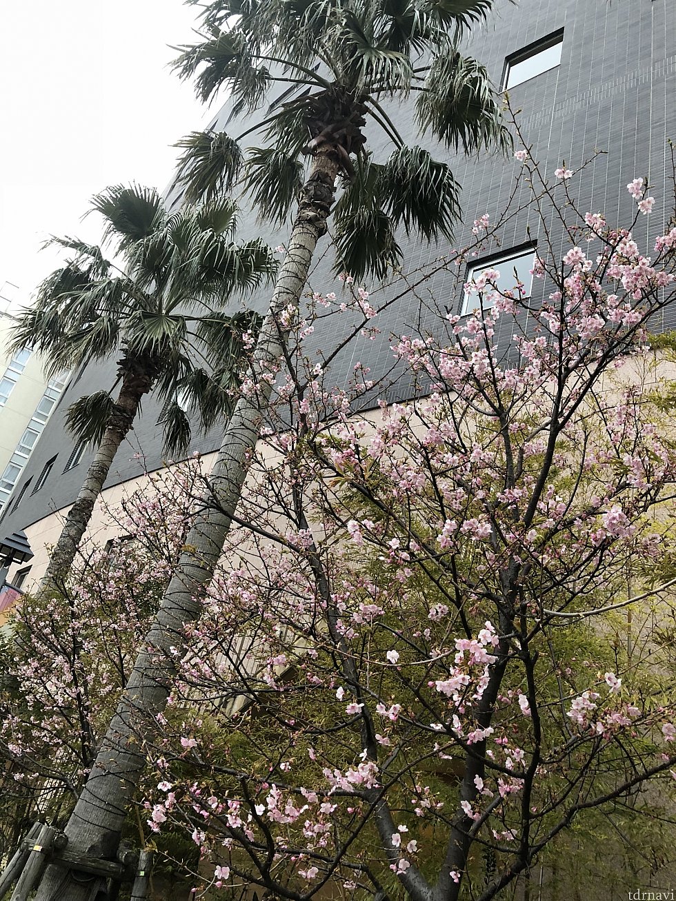 春が近づいていますね♪