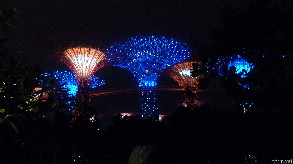 夜は幻想的な植物園になります