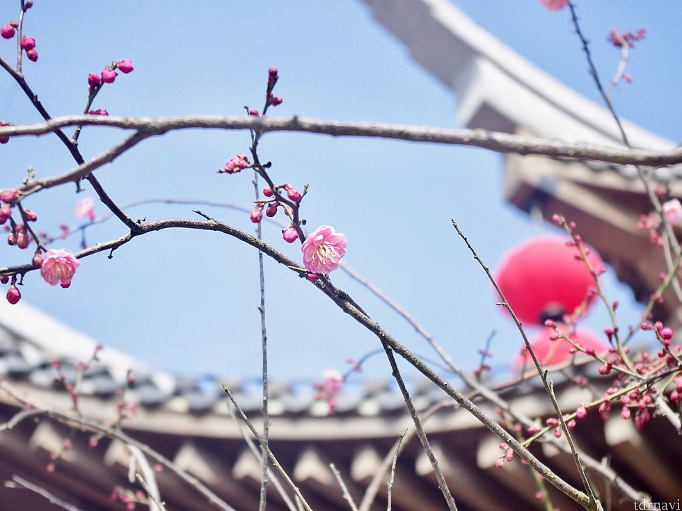店の外には梅の花が咲き始めていました♪