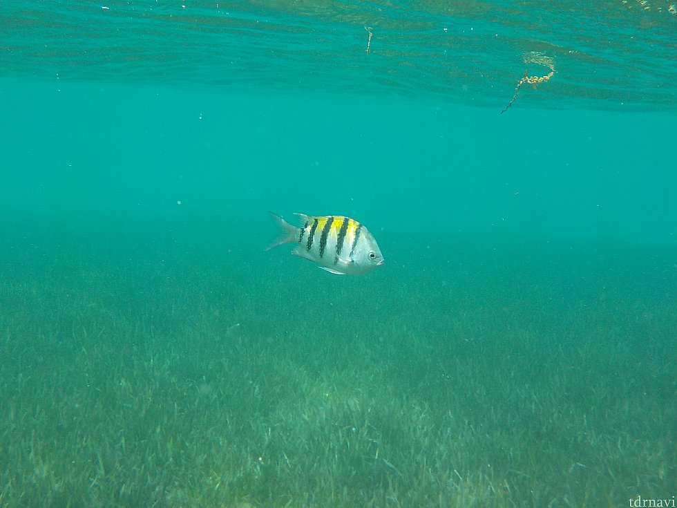 その後、シュノーケルに行きました。
少し泳いだら綺麗な魚がいます。