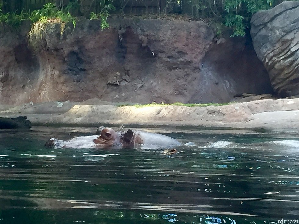 カバも結構動きます。水上の頭と、