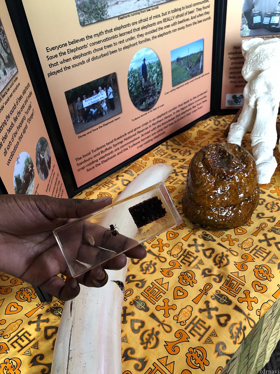 ロビーで
アフリカの宣伝やってました。
茶色のは象のう○ち
白色のは象の足の骨のレプリカ
ガラスケースには
🐝
象が🐝にさされる
被害にあっており
救済プロジェクト運動中らしいです。