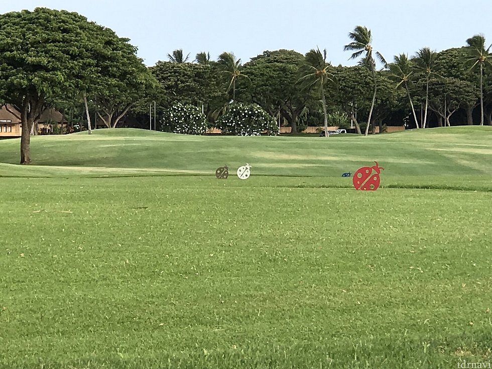 コオリナのマーク
てんとう虫のマークが🐞