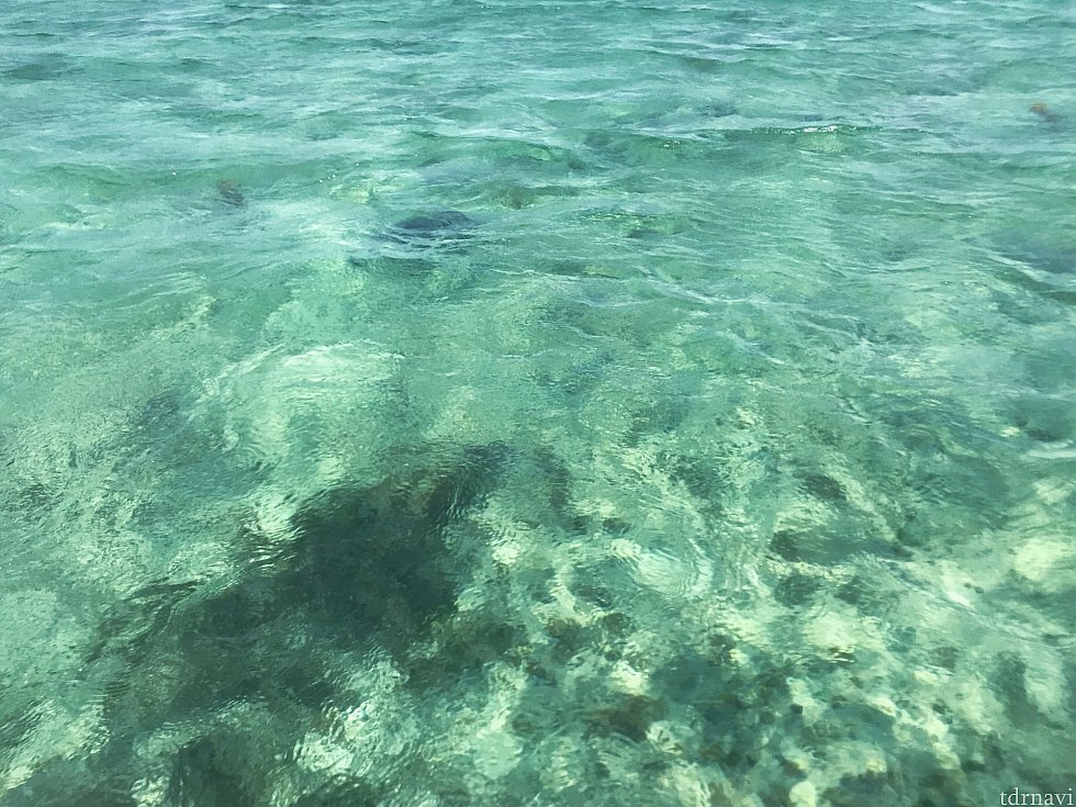 島の写真を撮るのに夢中になっていたら、「エイがいるよ!ほら!下、下!!」と声を掛けられ、慌てて撮りました。
左下と左少し上にエイが泳いでいます。