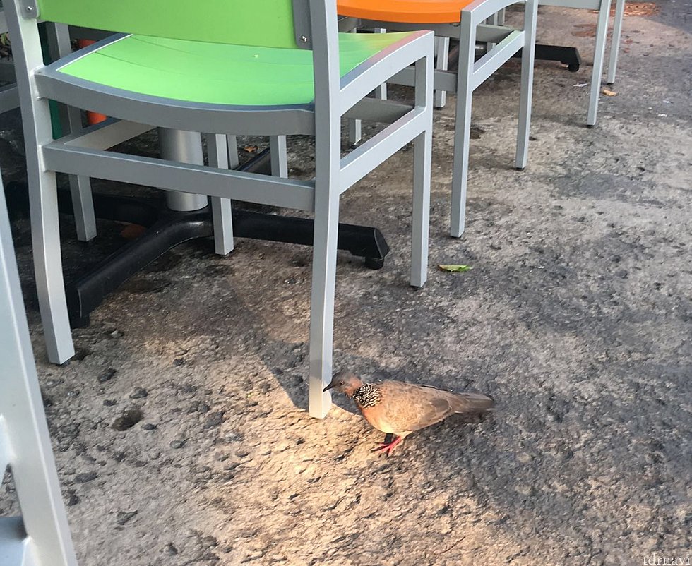 スズメ以外にもハト?も餌を求めてやってきました。
