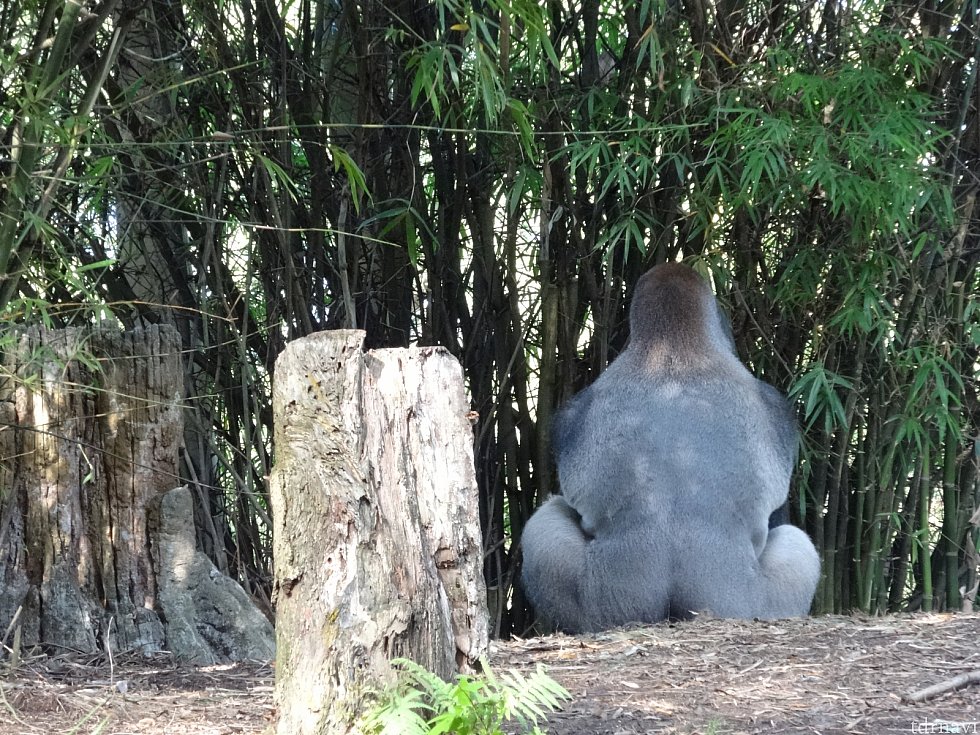ゴリラを見つめて数十分…