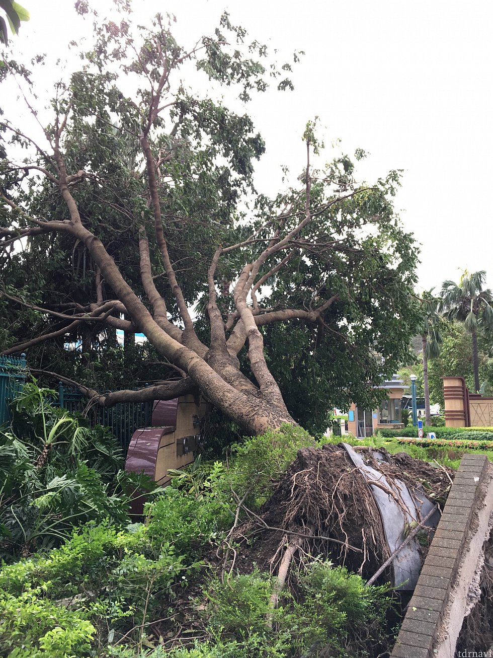 シグナル10の台風一過のディズニーリゾートは多くの木が倒壊して道を塞いでました