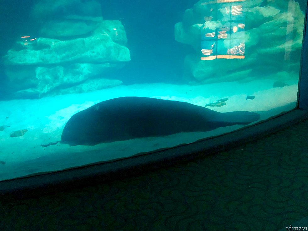 ライドの後には水族館ですが、夜に来たのは初めて。全く動かずに底に沈んでいるマナティ…大丈夫だと思うんですが…