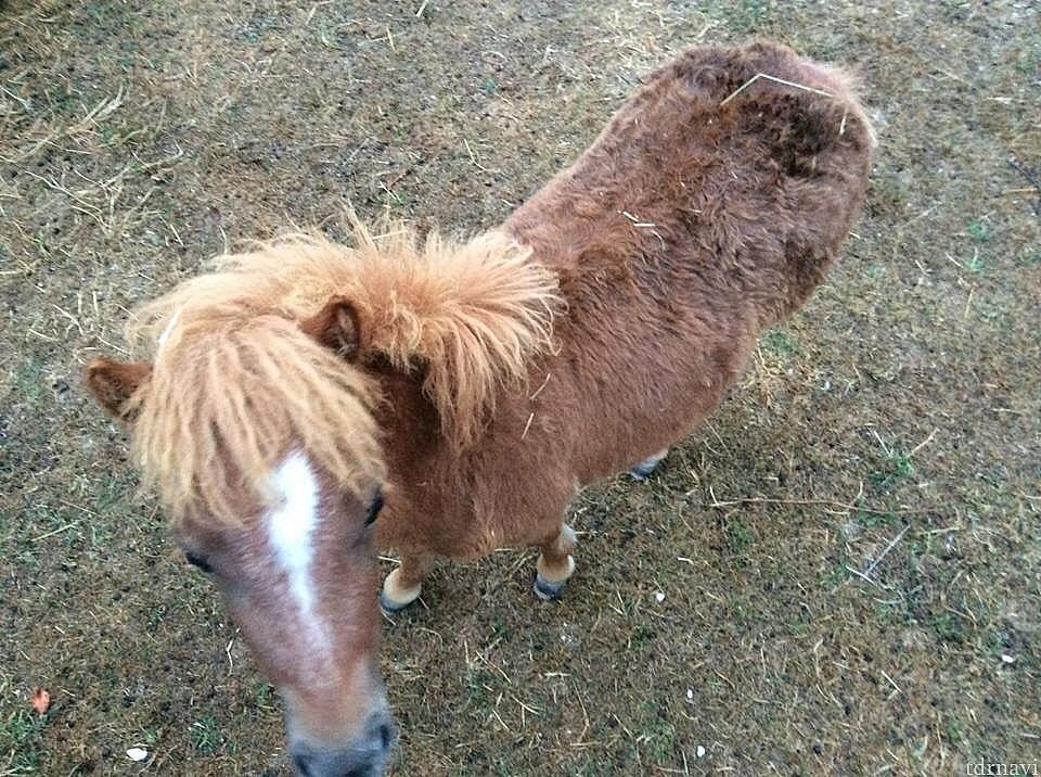 ポニーが居ました❤️