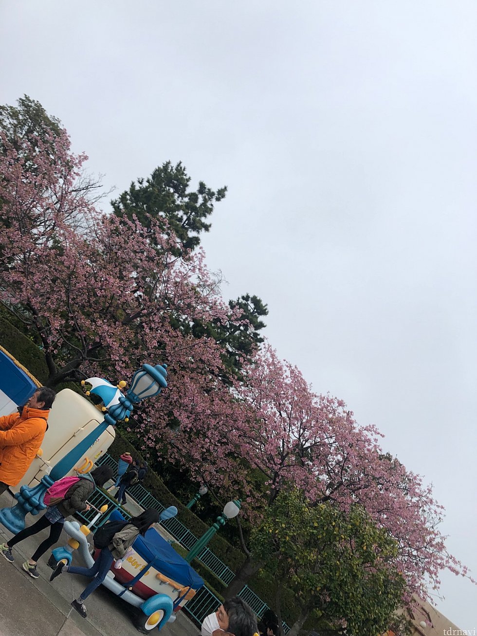 🌸見
花より団子🍡🌸