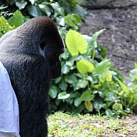 Wdw ゴリラ フォールズ エクスプロレーション トレイル アニマルキングダム フロリダ のクチコミ 感想