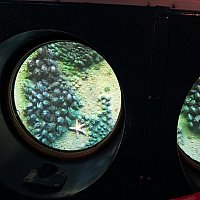 ニモ版 海底二万マイル ファインディング ニモ サブマリン ヴォヤッジ カリフォルニア