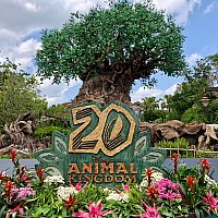 WDW アニマルキングダム サファリ ミッキー＆グーフィー