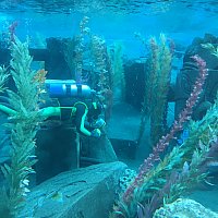 本物の潜水艦でニモの世界へ | ファインディング・ニモ