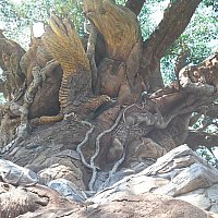 Wdw ディスカバリー アイランド トレイル アニマルキングダム フロリダ のクチコミ 感想