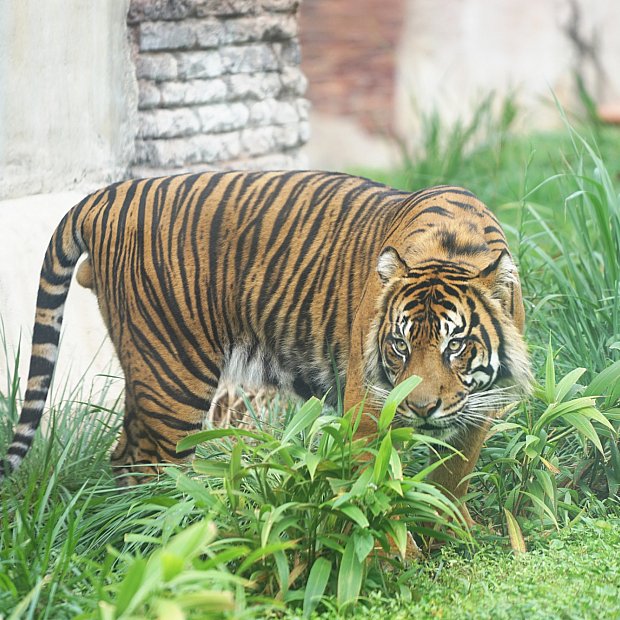 東南アジアの遺跡に棲みついたトラに会いに行こう！ マハラジャ