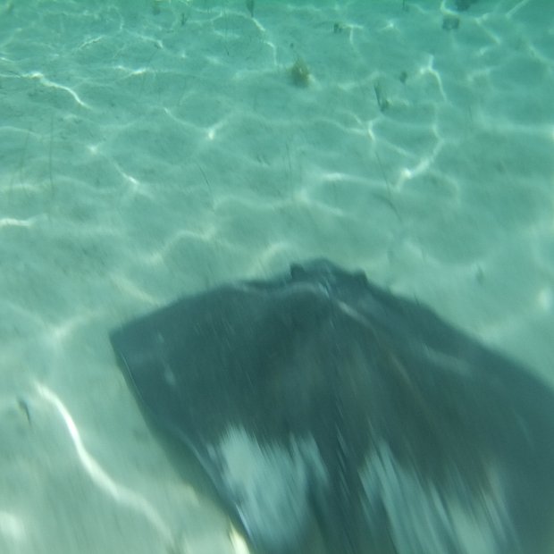 ディズニークルーズプラチナ限定 キャスタウェイクラブギフト ビーチ